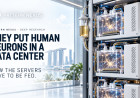 They Put Human Neurons in a Data Center. Now the Servers Have to Be Fed.