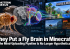 They Put a Fly Brain in Minecraft. The Mind-Uploading Pipeline Is No Longer Hypothetical.